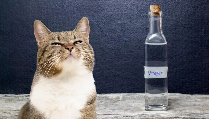 cat vinegar to stop pooping