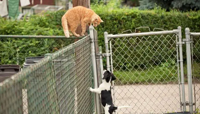 stressed cat and dog