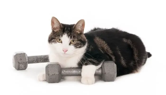 cat with dumbbells