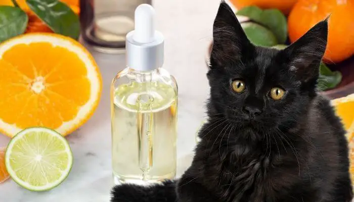 essential oils to stop cats from pooping