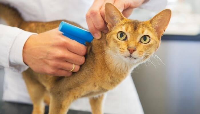 fitting a cats microchip