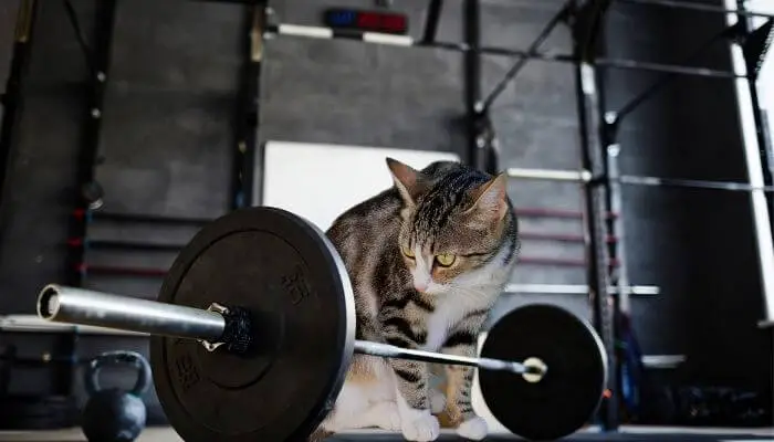 how strong are cats - weightlifting cat