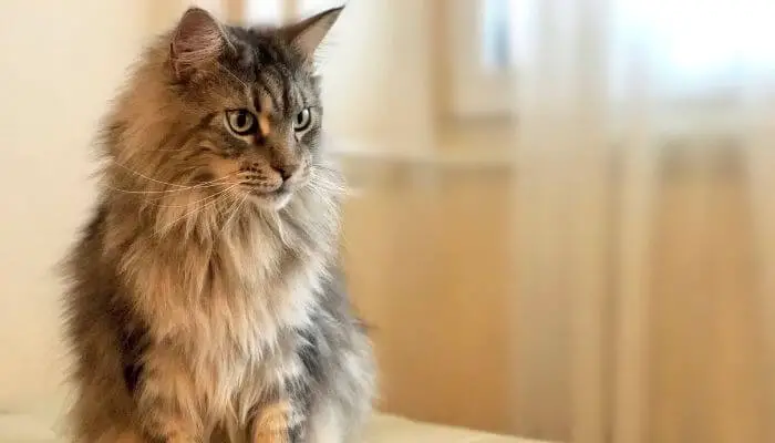 a maine coon