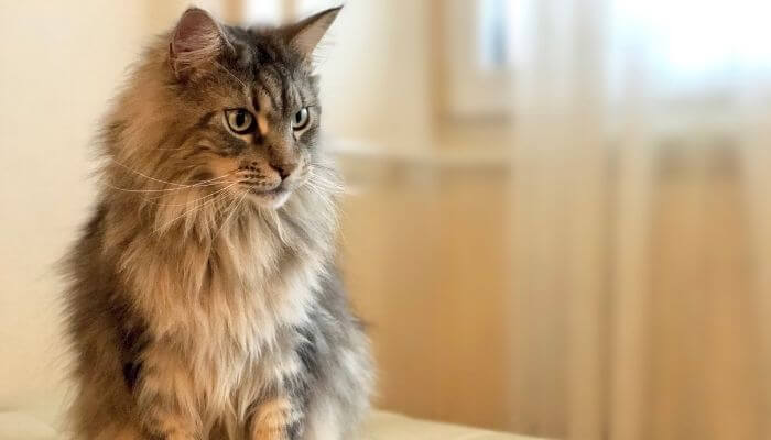 maine coon