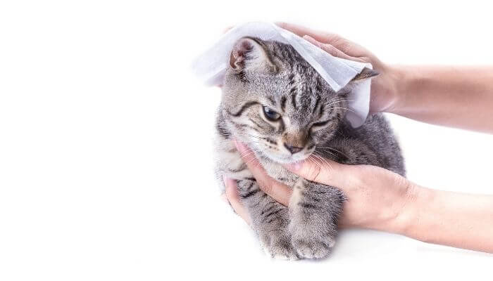can you use baby wipes on cats