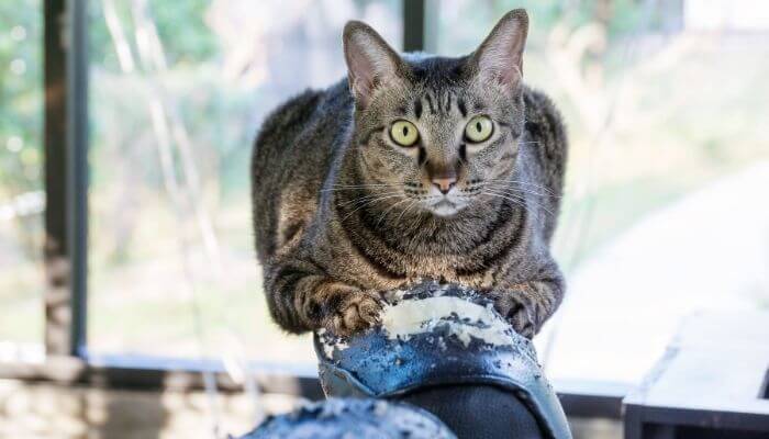 cats can damage rental furniture