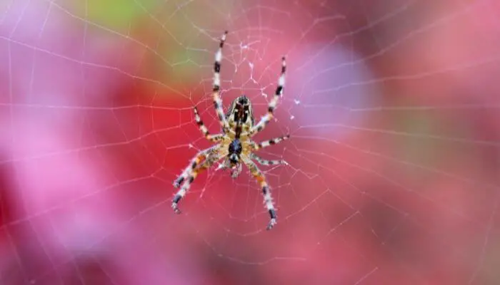 a spider on it's web