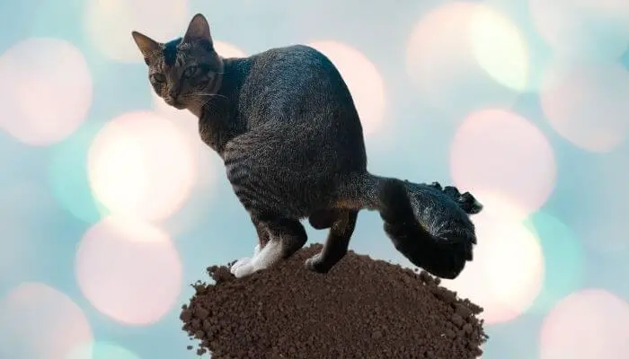 can you use dirt as cat litter