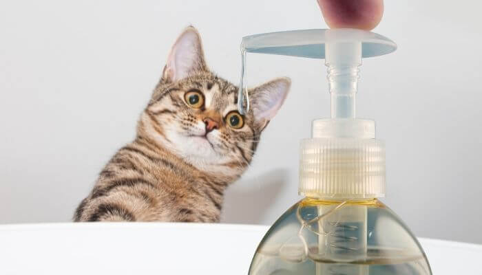 can you use palmolive to wash your cat