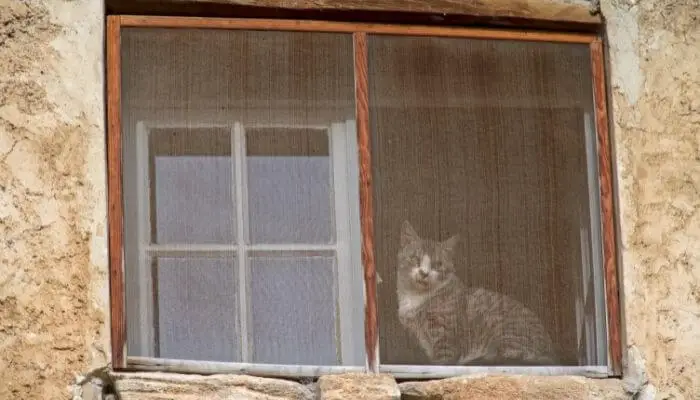 cat behind window screen