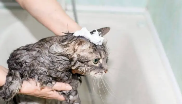 cat & dandruff shampoo