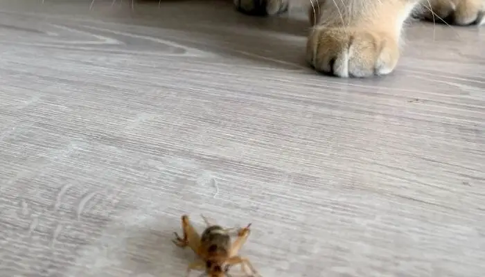 cat feet and bug