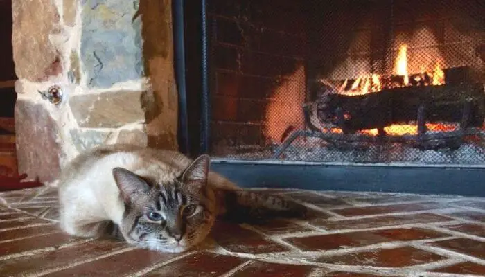 cat laying by fire