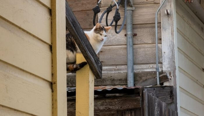 cat on roof