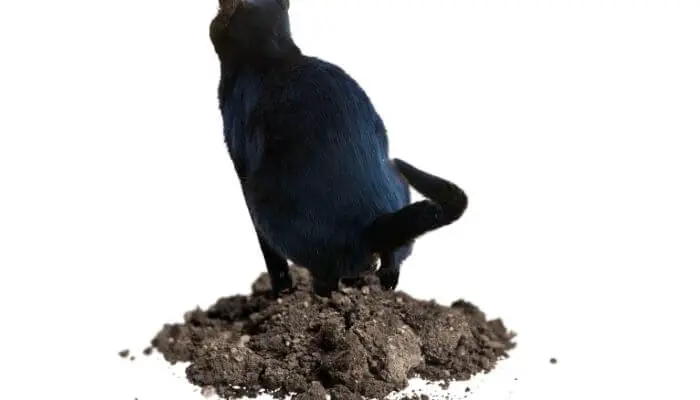 cat pooping on soil pile