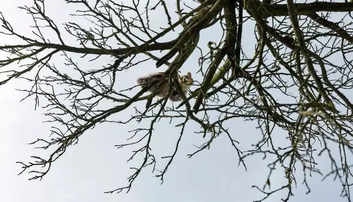a cat stuck in tree