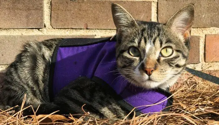 cat wearing purple harness