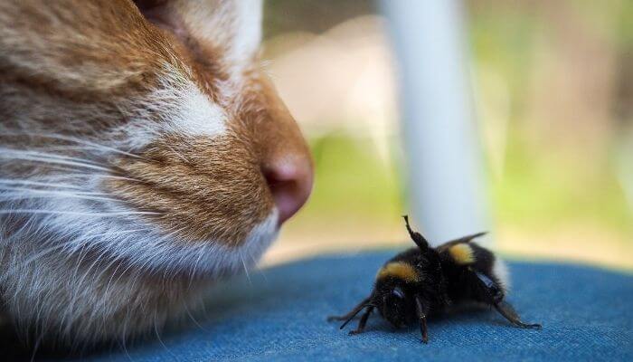 cat with bumblebee