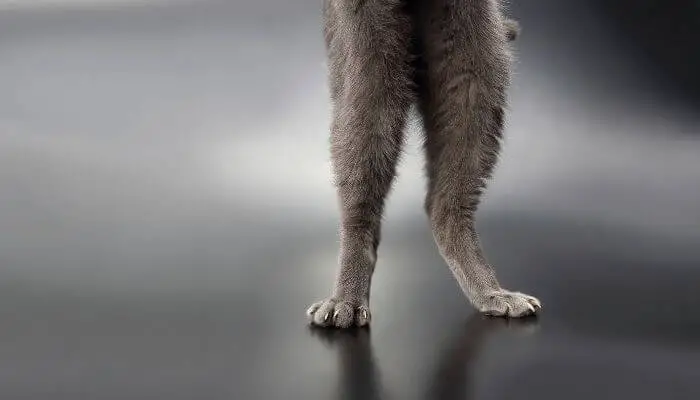 do cats have knees