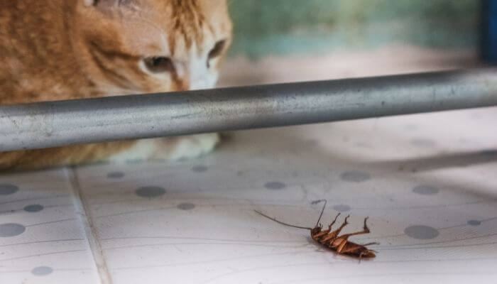 do cats keep cockroaches away
