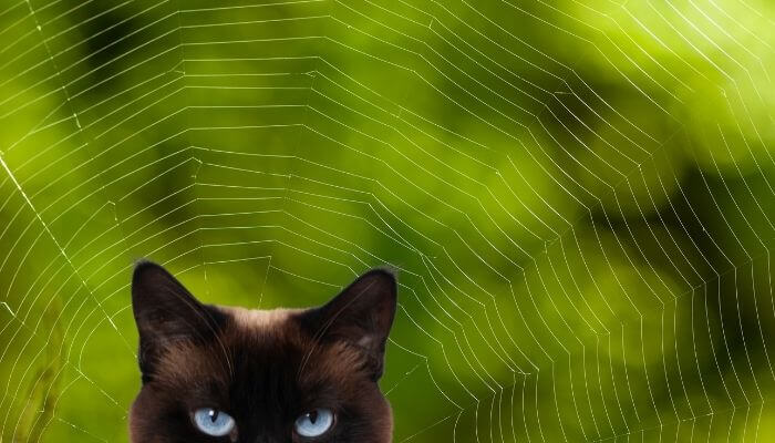 do cats keep spiders away