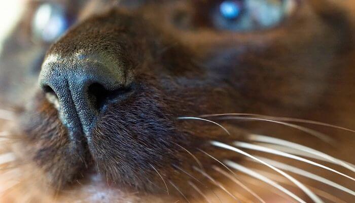 a persian cats nose