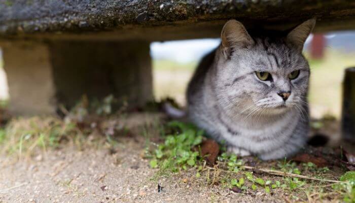 How To Get Cats Out From Under Your House