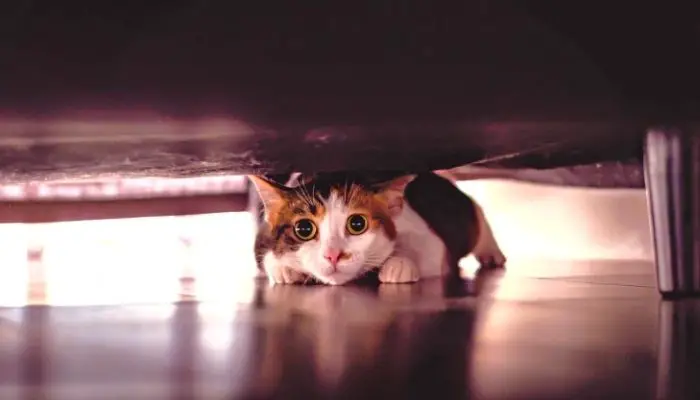 How To Keep Cats From Going Under The Bed