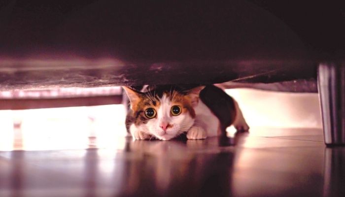 cat hiding under a bed