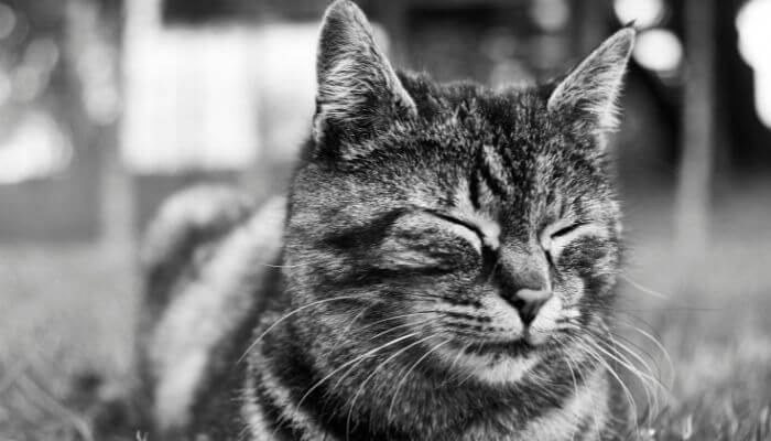 What Does It Mean When A Cat Blinks At You Twice