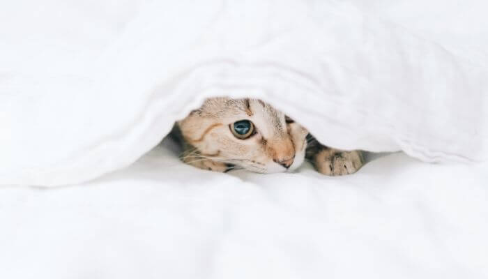 can cats breathe under blankets