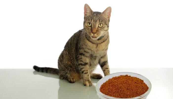 can cats eat cumin