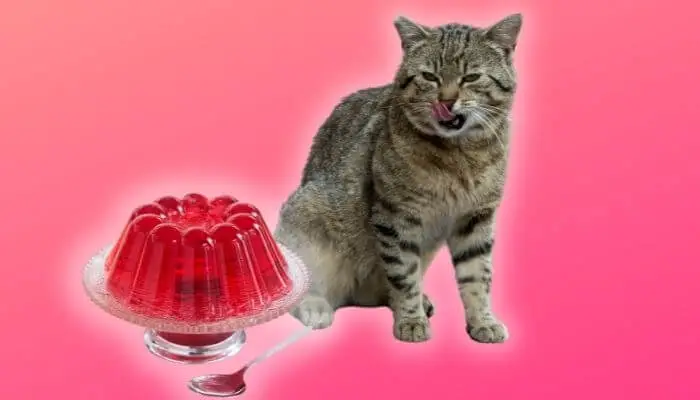 can cats eat jello