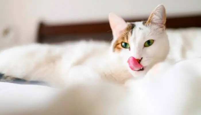 cat licking lips on bed