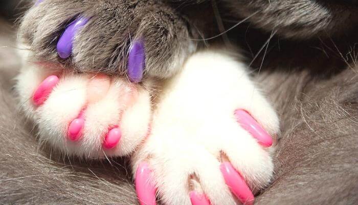 pros & cons of cat nail caps