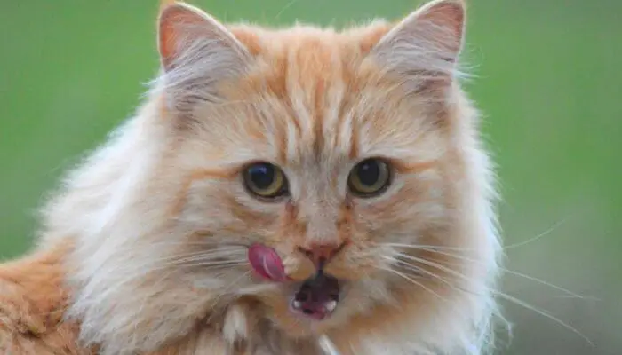 cat smacking lips after food