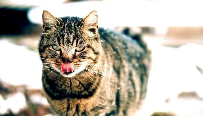 cats may smack their lips if they have oral infections