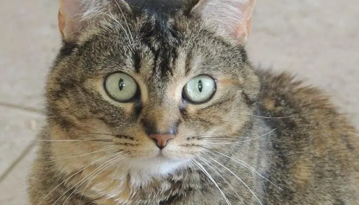 how long can cats go without blinking