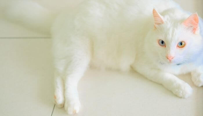 rubbing your cat on white paper will reveal any flea dirt