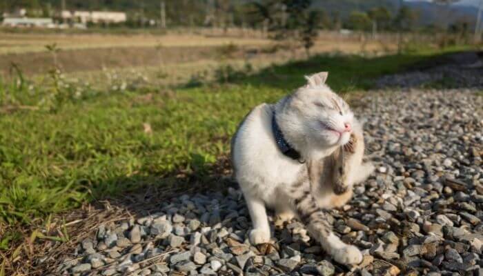 what causes spiral flea dirt