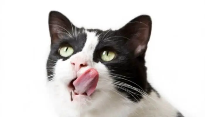 why do cats smack their lips