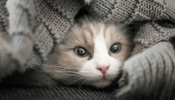 why do kittens sleep under blankets