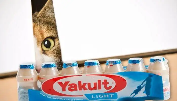 yakult for cats