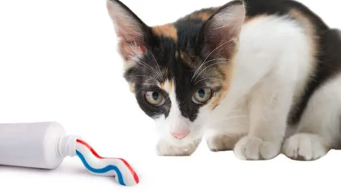 What To Do If Your Cat Ate Toothpaste