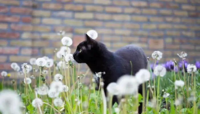 black cat amongst dandelions