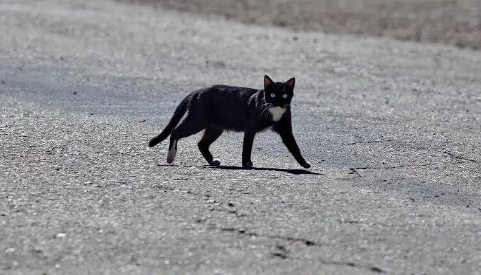 black cat crossing path