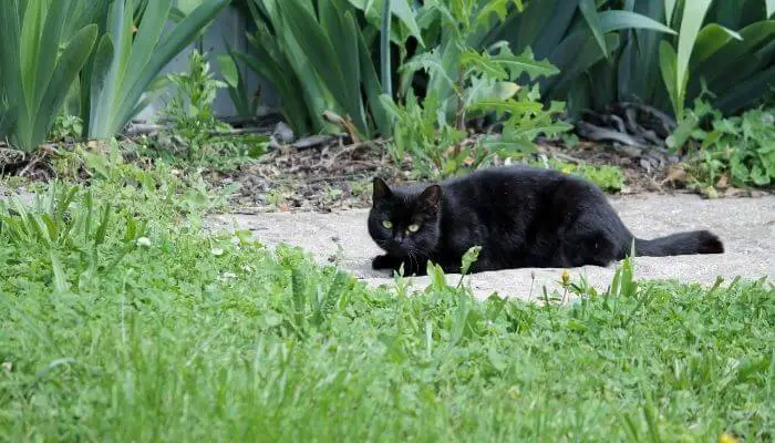 black cat on path