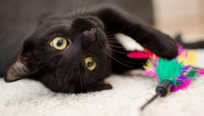 black cat playing