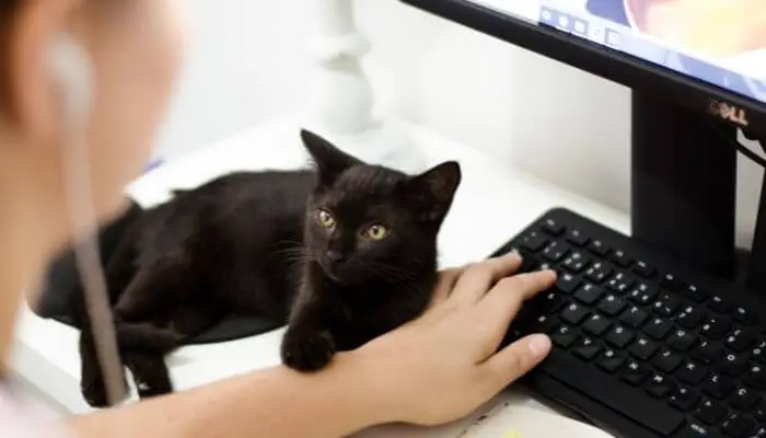black cat reclining on desk