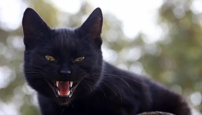 black cat showing teeth
